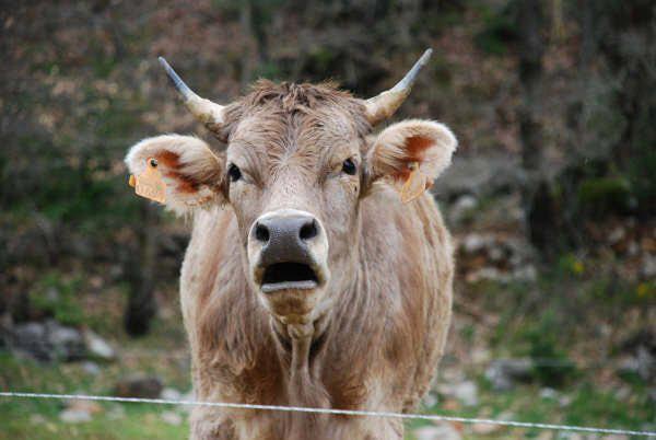 Apartamentos Pirineos Ordesa El Pueyo de Araguás Dış mekan fotoğraf