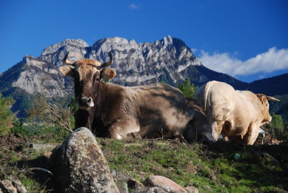 Apartamentos Pirineos Ordesa El Pueyo de Araguás Dış mekan fotoğraf